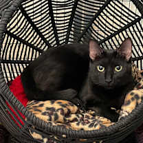 Thumbnail photo of Coven #2