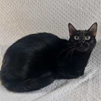 Thumbnail photo of Coven #3