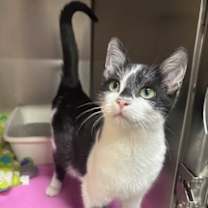 Thumbnail photo of Morticia #2