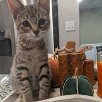 Thumbnail photo of Jack (TIPSEY) #1