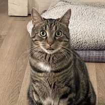 Thumbnail photo of King #3