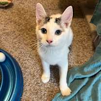 Thumbnail photo of Frodo #2