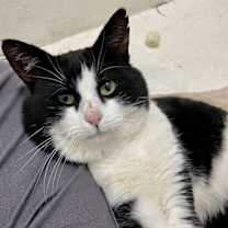 Thumbnail photo of Buddy: Not at shelter (Cindy) #1