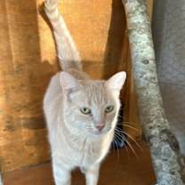 Thumbnail photo of Queenie #2