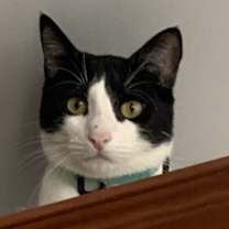 Thumbnail photo of Marcello #4