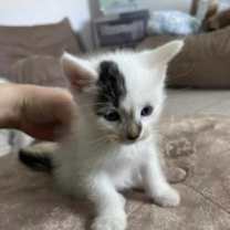 Thumbnail photo of Daisy #2