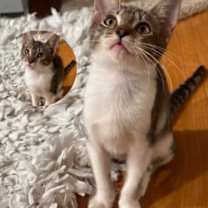 Thumbnail photo of Lincoln #1