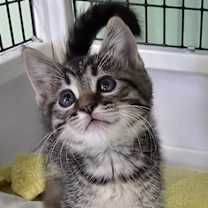 Thumbnail photo of Alfie #2