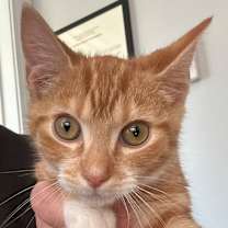 Thumbnail photo of Mouse #1