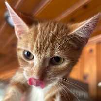 Thumbnail photo of Mouse #2