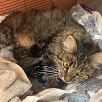 Thumbnail photo of Kim Kardashian #2