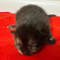 Thumbnail photo of Khloe Kardashian #3