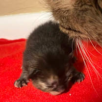 Thumbnail photo of Kourtney Kardashian #3