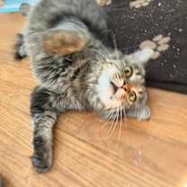 Thumbnail photo of Kris Jenner #3