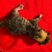 Thumbnail photo of Kim Kardashian #3