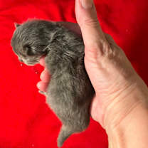 Thumbnail photo of Kylie Jenner #3