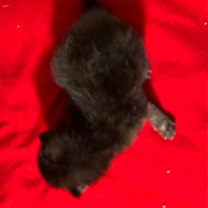 Thumbnail photo of Kourtney Kardashian #4