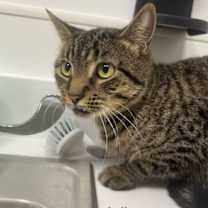 Thumbnail photo of Jolie #3