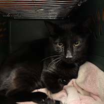 Thumbnail photo of Mulan #2