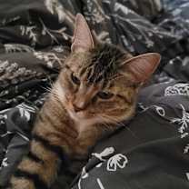 Thumbnail photo of Katniss #4