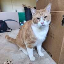 Thumbnail photo of Pumpkin #3