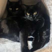 Thumbnail photo of Mr. Peabody #2