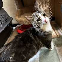 Thumbnail photo of Oreo Cakester #2