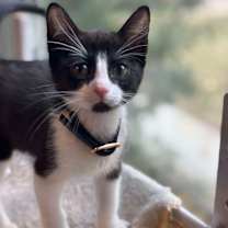 Thumbnail photo of Leo #1