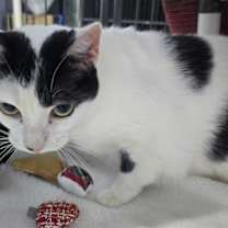 Thumbnail photo of Rhino #3