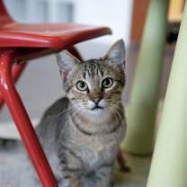 Thumbnail photo of Oil (bonded with Coolant) #1