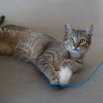 Thumbnail photo of Oil (bonded with Coolant) #2