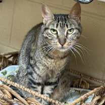 Thumbnail photo of Evie #3