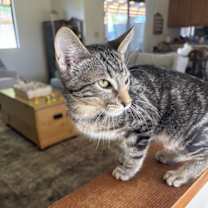 Thumbnail photo of LEO #2