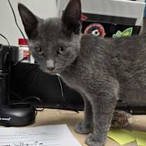 Thumbnail photo of Romeo #1