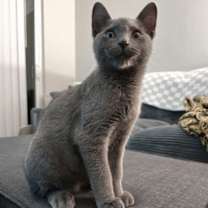 Thumbnail photo of Romeo #2