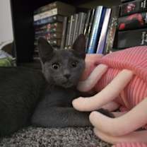 Thumbnail photo of Romeo #3