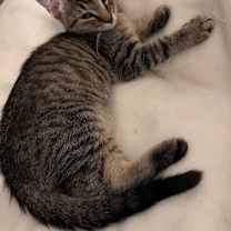 Thumbnail photo of Blaze #1