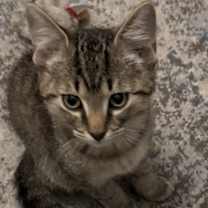 Thumbnail photo of Blaze #2