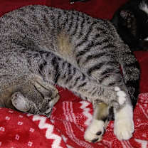 Thumbnail photo of Baby Jeb #2