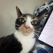 Thumbnail photo of Pegasus #1