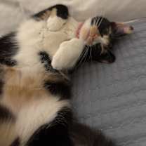 Thumbnail photo of Pegasus #2