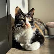 Thumbnail photo of Pegasus #4