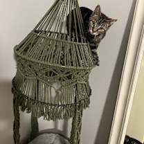 Thumbnail photo of Toby and Teddy #1