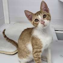 Thumbnail photo of Archie #1