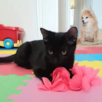 Thumbnail photo of Kiwi #2