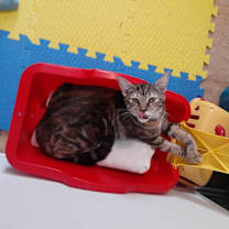 Thumbnail photo of Gypsy #1