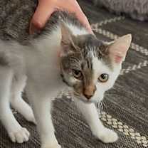 Thumbnail photo of Zuky #2