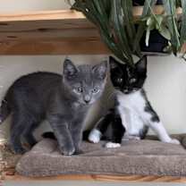 Thumbnail photo of Pansey #4