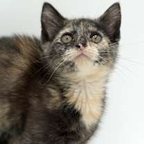 Thumbnail photo of Toffee #1