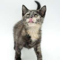 Thumbnail photo of Toffee #4